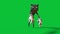 Cartoon Cat Walkcycle Green Screen Loop Horror Halloween 3D Animation 4K