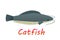 Cartoon catfish in flat style, vector
