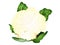 Cartoon Cauliflower Clipart