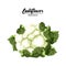Cartoon cauliflower. Ripe green vegetable. Vegetarian delicious. Eco organic food.