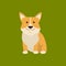 Cartoon Character Welsh Corgi on a Green. Vector