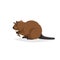 Cartoon cheerful beaver with piece of wood. Forest Europe and North America animal. Flat with simple gradients trendy design.