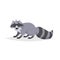 Cartoon cheerful standing racoon. Forest Europe and North America animal. Flat with simple gradients trendy design.