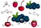 Cartoon cherry, raspberry, blueberries characters