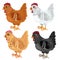 Cartoon chicken different colors, vector animals