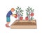 Cartoon child in the garden harvesting tomatos from green plant