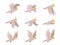 Cartoon cockatoo parrot fly animation frames sequence. Animated sprites loop of tropical bird flying in sky. Parrot wing vector