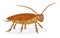 Cartoon cockroach