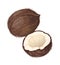 Cartoon coconut. Whole and half chopped nuts. Isolated detailed product. Organic ingredient for food and cosmetic