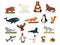 Cartoon collection of different Arctic and Antarctic animals. Polar bear, penguin, albatross, reindeer, seal, walrus