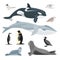 Cartoon Color Characters Antarctic Fauna Icon Set. Vector
