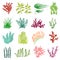 Cartoon Color Different Seaweed Icon Set. Vector