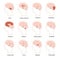 Cartoon Color Human Brain Components Icons Set. Vector