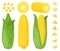 Cartoon corn. Maize vegetables, golden sweet corn cob, popcorn and corn grains, rich agriculture harvest vector