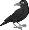 Cartoon crow isolated on white background