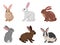 Cartoon cute bunnies. Funny rabbits, spring eared hare animals, white and brown fluffy domestic bunnies flat vector illustration