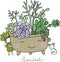 Cartoon cute succulents in pot.