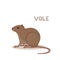 A cartoon cute vole, isolated on a white background. Animal alphabet.