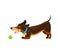 Cartoon dachshund dog character with tennis ball.