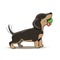Cartoon Dachshund puppy character on a walk. Vector illustration