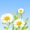 Cartoon daisy flowers