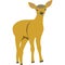 Cartoon deer. A young deer with a thin neck.