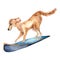 Cartoon dog has surfboarding watercolor illustration isolated on white.