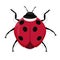 Cartoon drawing ladybug. flat style isolated on white background