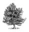 Cartoon Drawing of Small Pine Conifer Tree