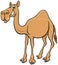 Cartoon dromedary camel comic animal character