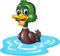 Cartoon duck floats on water