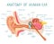 Cartoon ear anatomy. Human sound sensory organ medicine infographic, ears internal structure vector illustration. Ear