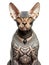 Cartoon of Egyptian Sphynx cat