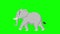 Cartoon elephant walking animation on the green screen background