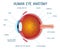 Cartoon eye anatomy scheme. Human eye ball infographic, eyeball inner structure vector illustration. Eye anatomy biology