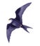 cartoon fairy tale animal character - flying cuckoo bird - illustration for children