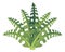 Cartoon fern. Green ancient forest natural plant