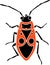 Cartoon Firebug Pyrrhocoris apterus isolated on white