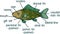 Cartoon fish external anatomy. External structure of Crucian carp