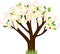 Cartoon flowering apple tree with white flowers isolated on white