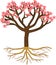 Cartoon flowering peach tree with pink flowers and root system