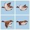 Cartoon flying House Sparrow male animation sprite sheet