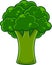 Cartoon Fresh Broccoli Cabbage