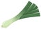 Cartoon fresh green leek. Seasoning raw onion, tasty organic vegetables for healthy lifestyle flat vector illustration on white