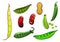 Cartoon fresh legumes and vegetables
