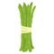 Cartoon fresh organic green asparagus icon.