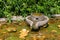 Cartoon frog stone sculptures in the pool