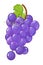 Cartoon fruit grapes on white background - illustration