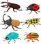 Cartoon funny beetle collection