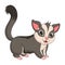 Cartoon funny sugar glider posing